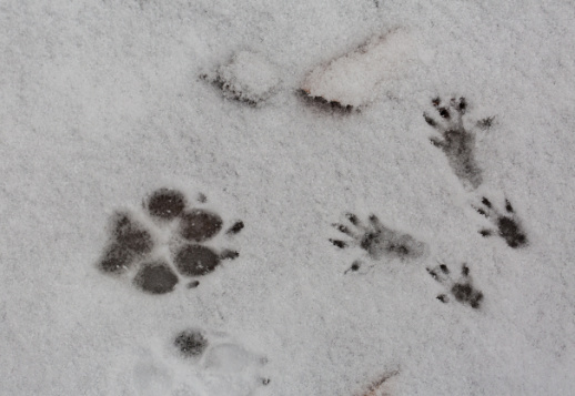 Auf Spurensuche im Schnee Vorschau