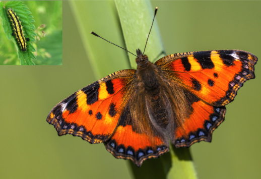 Kleiner Fuchs Vorschau