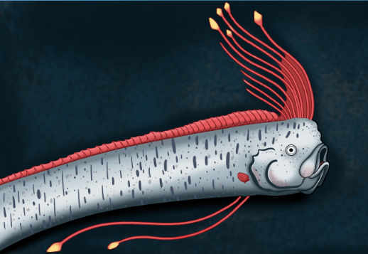 Lebewesen der Tiefsee Vorschau