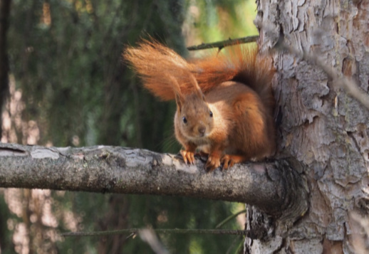 Eichhörnchen auf Tour Vorschau