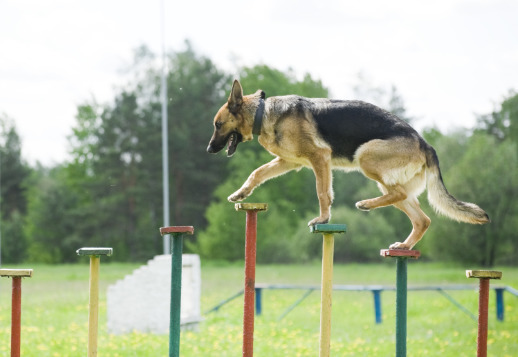 Feines Näschen - 2 Vorschau