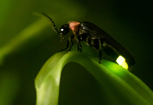 Leuchtkäfer Vorschau