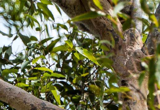 Errätst du, wer ich bin? Vorschau