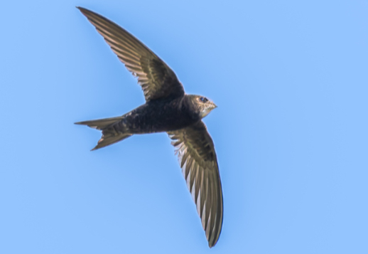 Geboren zum Fliegen Vorschau