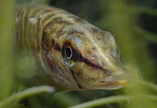 Größter Raubfisch im See Vorschau