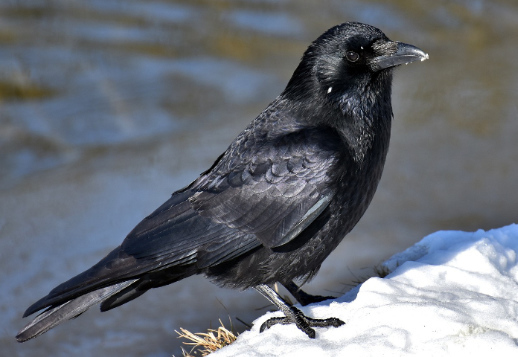 Gott versorgt die Raben Vorschau
