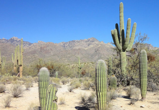 Der Saguaro Vorschau
