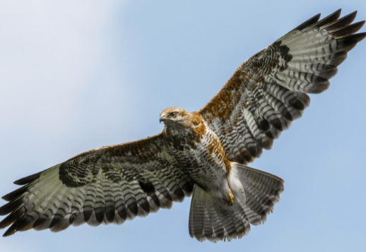 Flugkünstler mit scharfen Augen Vorschau
