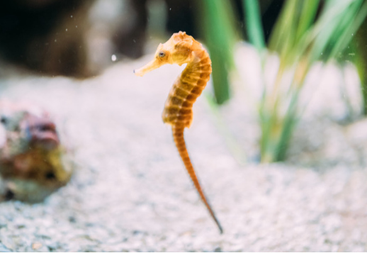 Seepferdchen Vorschau