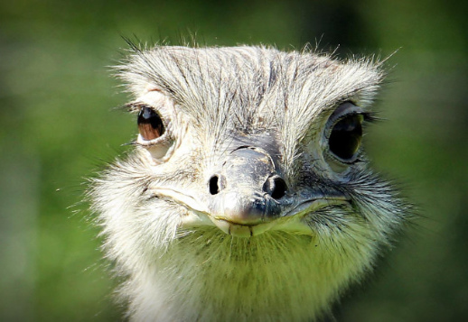 Ein Außenseiter ... Vorschau