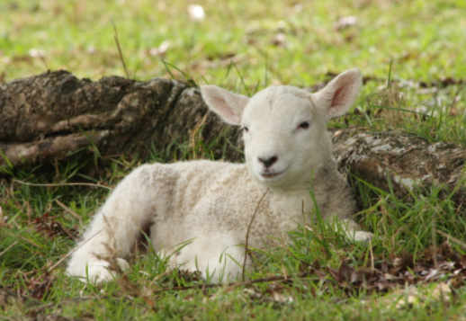 Der gute Hirte Vorschau