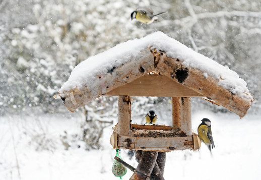 Besuch am Futterhaus Vorschau