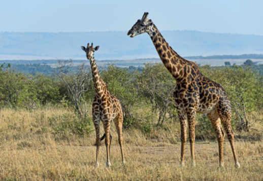 Da kann man nur staunen! Vorschau