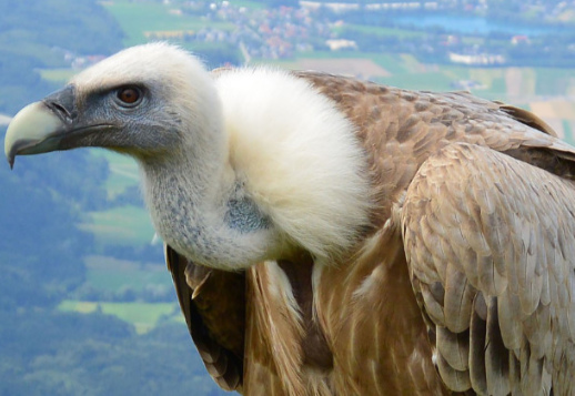 Tierische Gesundheitspolizei Vorschau
