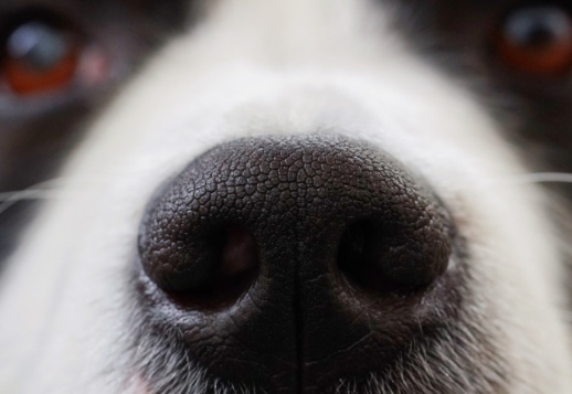 Feines Näschen - 1 Vorschau