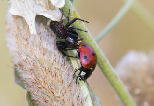 Von Feinden bedroht Vorschau