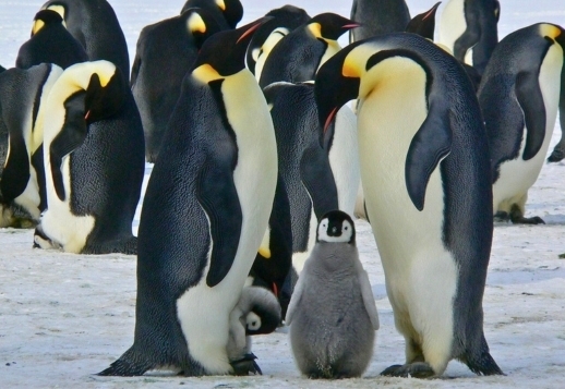 Kaiserpinguine Vorschau