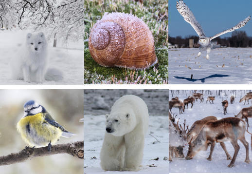 Im Winter draußen leben Vorschau