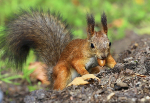 Schatzsammler am Werk Vorschau