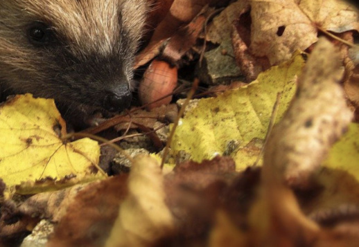Stachelig, laut, Langschläfer - wer bin ich? Vorschau